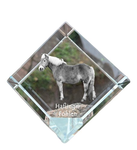 Haflinger fohlen dé - fohlen, cheval