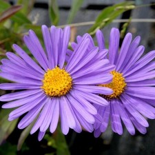200 graines d’aster violet bio