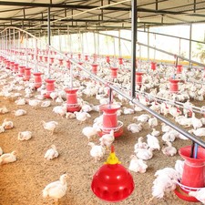  Abreuvoir Pour Volaille Distributeur Deau Automatique Waterer D'eau