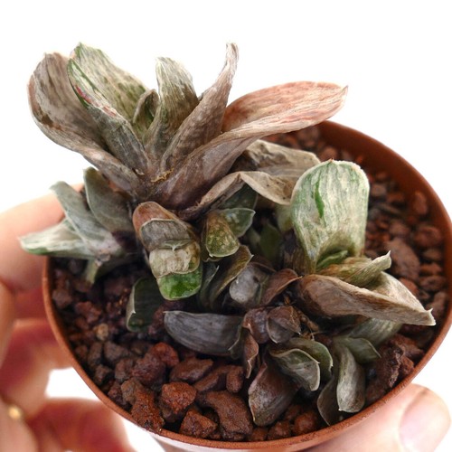 Gasteria marmorata dwarf - marmorata,