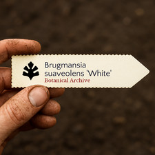 Brugmansia suaveolens white - brugmansia,
