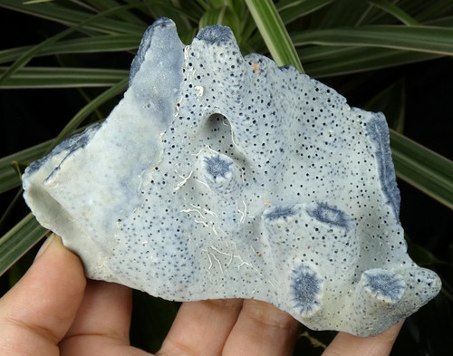 Heliopora coerulea corail bleu - heliopora,