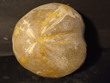 Oursin fossile Toxaster