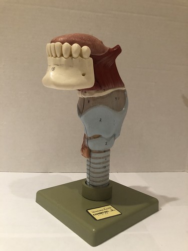 Vintage somso larynx - vintage,