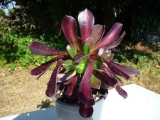 Aeonium KILIMANJARO: Grande