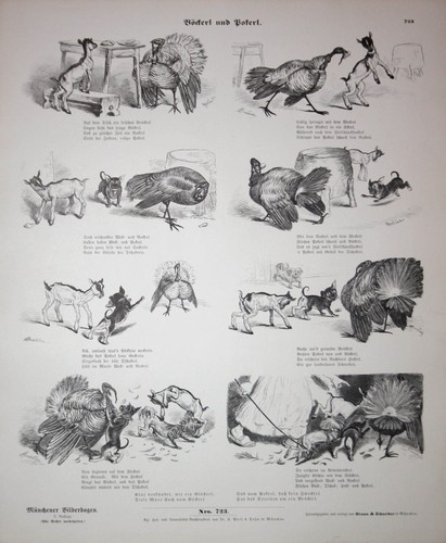 Adolf oberländer dinde - adolf,