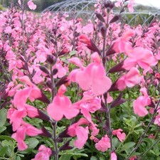 Salvia jamensis 'La Siesta' - Sauge arbustive rose