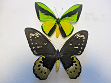 Entomologie Papilionidae