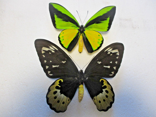 Entomologie papilionidae - entomologie,