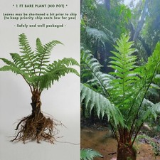 Mature 1 ft : EX RARE LIVE