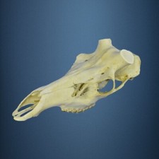 234SKU Crane de cerf, bois de