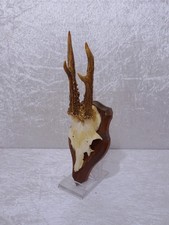yCyPVf - Bois De Cerf Sur