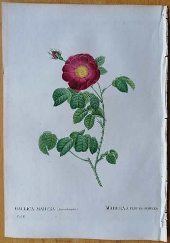 Redoute 1st edition original - 1st,