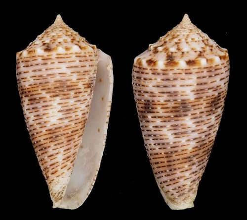 Coquillage collection - de,