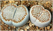 10 graines de Lithops hallii