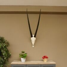 Oryx (Oryx Gazella) Hl 88 CM Antilope Idée Afrique Trophée Du Crâne 88.3.104