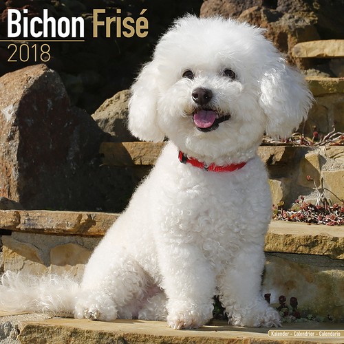 Calendrier 2018 bichon - 2018, frise