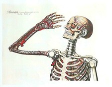 Lithographie Table Anatomique