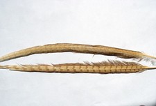 2 x Plume OLIVE queue de