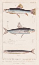 Poisson Tarpon Indo-Pacifique