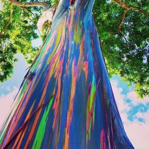Graines eucalyptus - -,