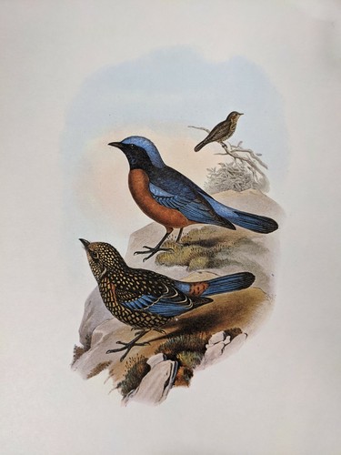 1969 imprimé oiseau merle - d'oiseau,