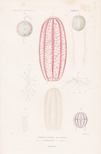 Beroe Forskalii Méduses