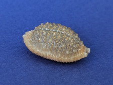 Cypraea Nucleus Madagascariensis 21,4 mm Gem Madagascar " Superbe spécimen "