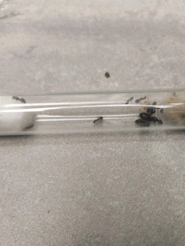 Fourmis camponotus latelaris