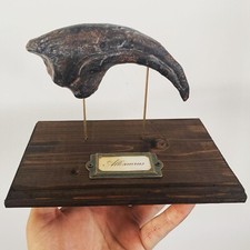 Griffe Dinosaure Allosaure Allosaurus socle bois replique Dinosaur Fossil claw