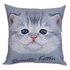 Beau Domestique Chaton Visage