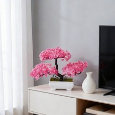 Plante en pot en faux pin