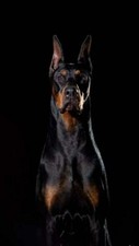  toile tableaux  chien doberman   50x70 cm  