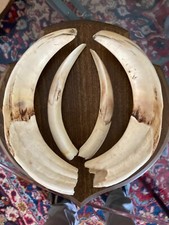 Paire de dents défenses de