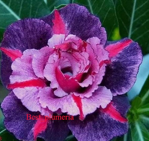 Adenium obesum desert - rose, "