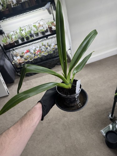 Phragmipedium professor braem - professor,