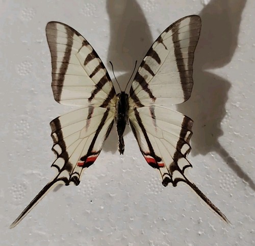 Eurytides agesilaus