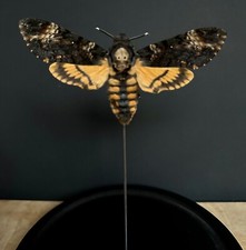 Papillon Acherontia Atropos- DeathHead hawkmoth -Sphinx tête de mort sous globe