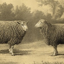 Bergerie Haut-Tingry Bélier Brebis mouton Dishley lithographie originale Lehnert