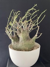 Rare plante à caudex très agèe Adenia Spinosa MAGNIFIQUE 30x30x30