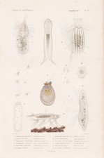 Chaetonotus Larus Rotifère