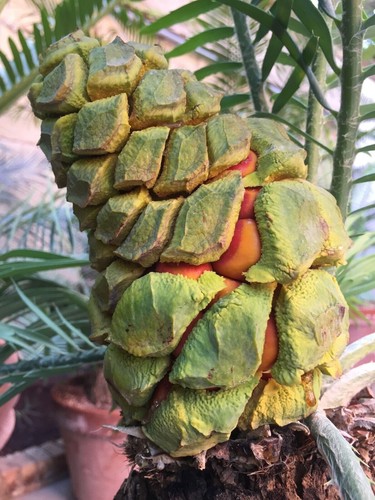 Encephalartos delucanus seeds - delucanus,