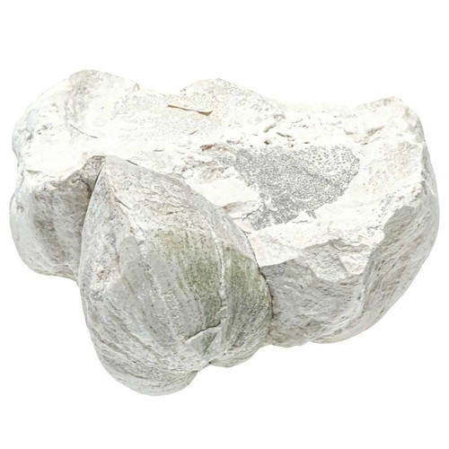 Coquillage porambonite fossile