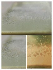 Souche de micro vers nourriture vivante alevins et poissons aquarium