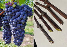 5 boutures  vigne Baco noir (grosses grappes de raisins bleus??) . feuilles?