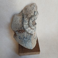 Ammonite, Fossiles France