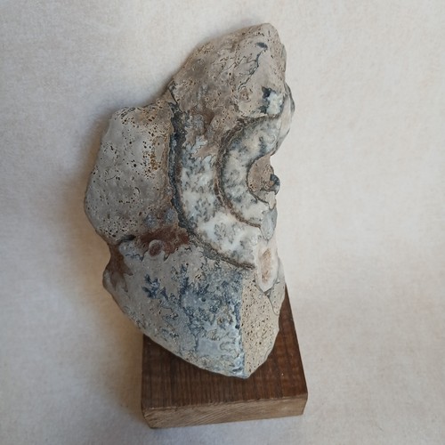 Ammonite fossiles france - ammonite,,
