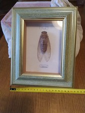 Tableau Sous Verre Cigale