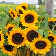 Lot De 10 Graines Soleil A