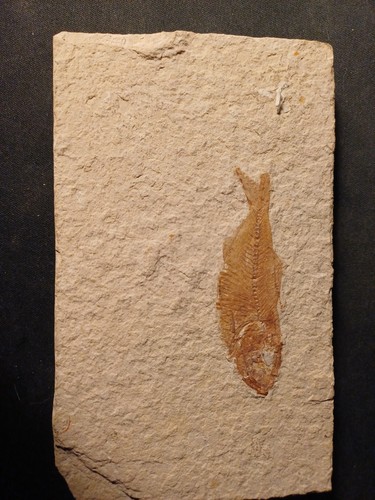 Poisson fossile armigatus - poisson,